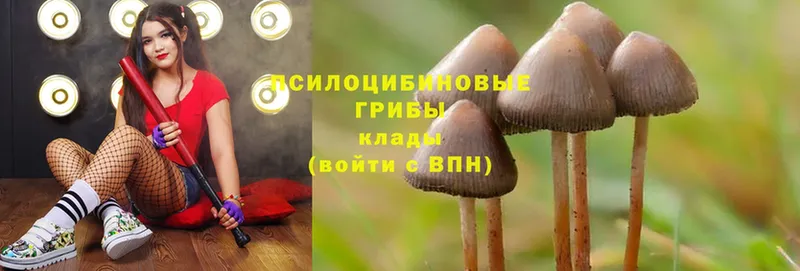 Псилоцибиновые грибы GOLDEN TEACHER  Суздаль 